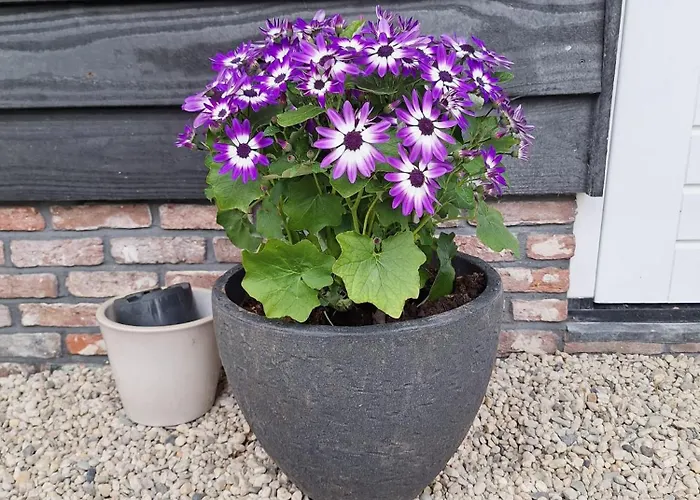 Gastenhuis Amstelmeerzicht. Westerland